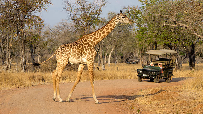 3645-zambia-giraffe-safari-c.jpg