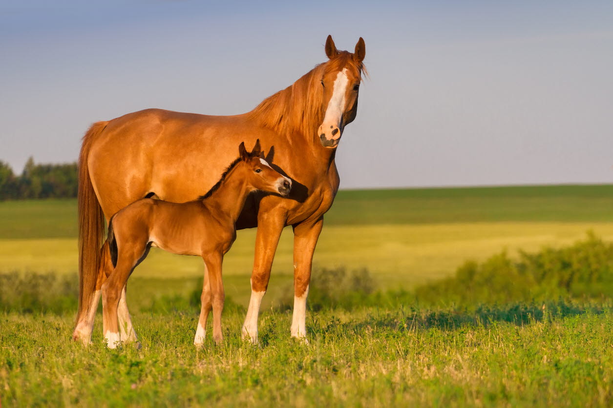 Foal - horse - equine