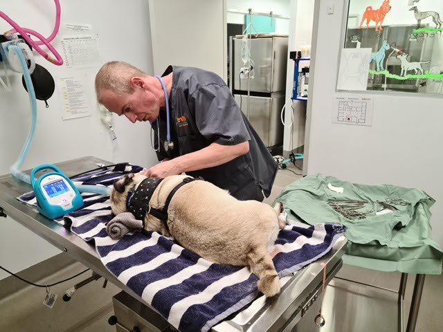 Emergency veterinarian Dr Steve Reid treating a patient in the veterinary emergency hospital.jpg