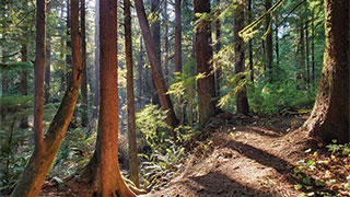 1834-oregon-redwoods-smhoz.jpg
