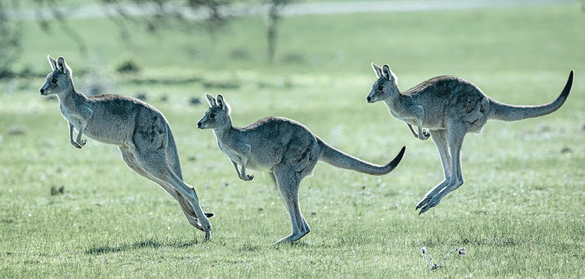 welfare - ethics - kangaroos - hero