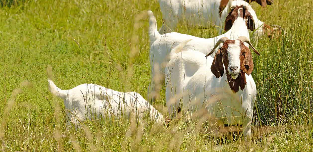 Boer goats - farming