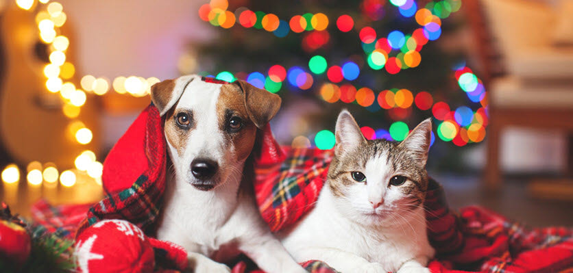 small animal - dog - cat - christmas