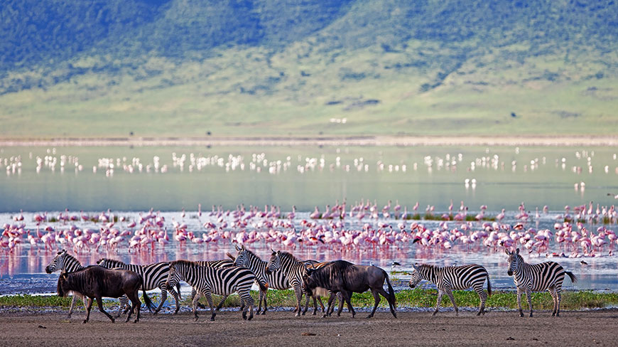 22428-TA-Ngorongoro-Crater-Zebras-Wildebeests-6c.jpg