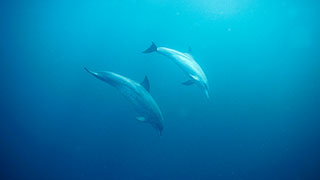22313-intergenerational-dolphins-smhoz.jpg
