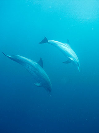 22313-intergenerational-dolphins-vert.jpg