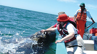 12315-MX_Baja_Whale_Watch_smhoz.jpg