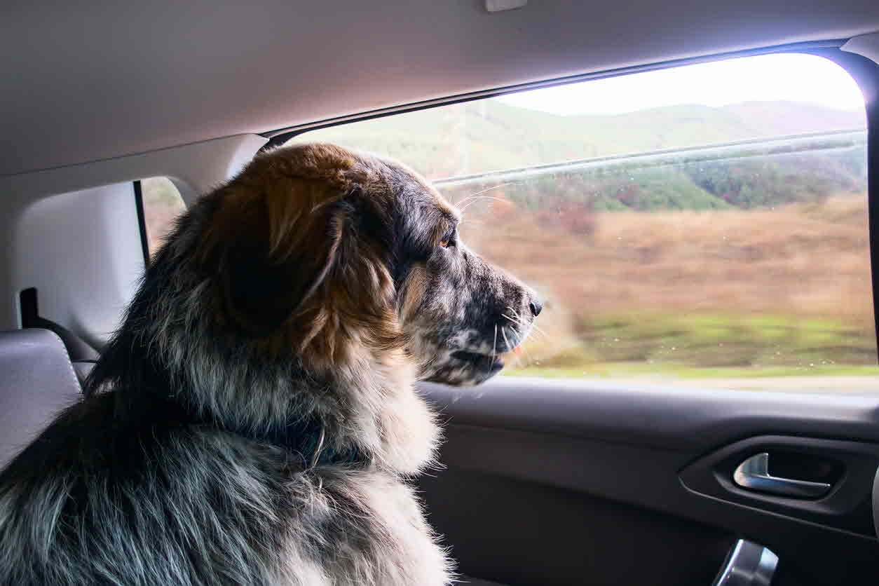 dog - travelling - car