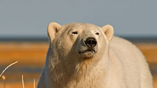 6290-manitoba-lords-of-the-north-ecology-hudson-bay's-polar-bears-bear-SmHoz.jpg
