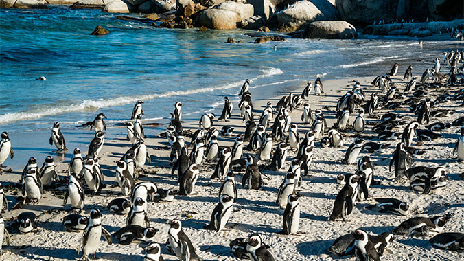 21423-southern-africa-safari-cape-point-boulders-beach-penguins-c.jpg