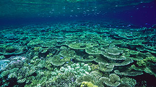 22754-Australia-Great-Barrier-Reef-smhoz.jpg