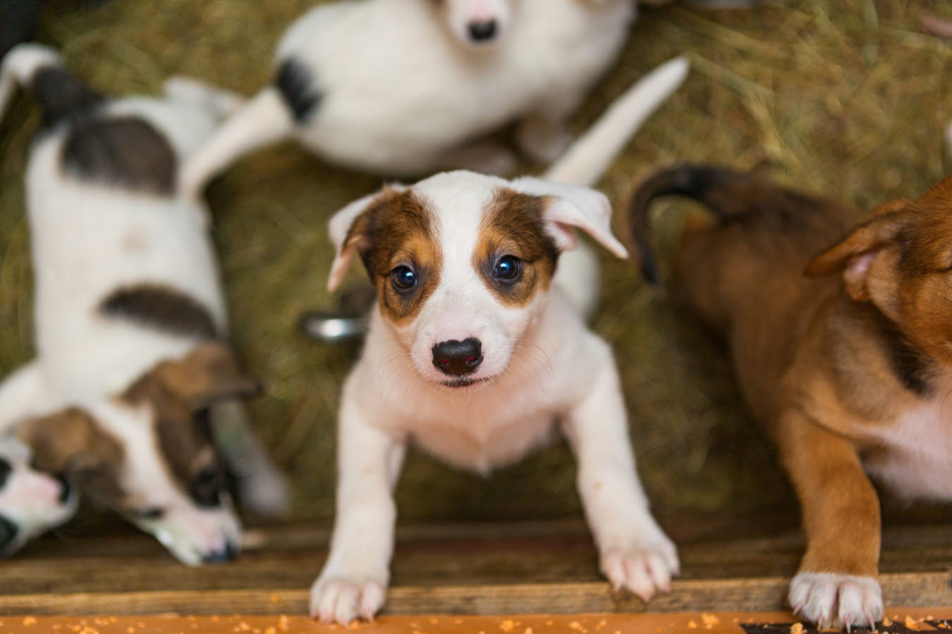 vet voice - puppy - adoption