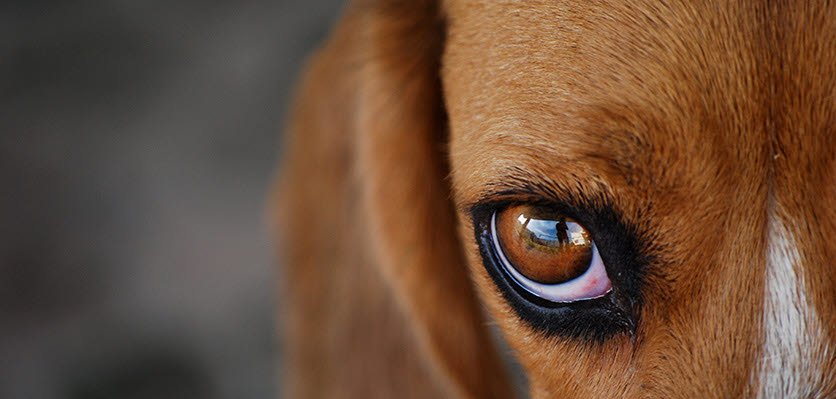 dog - close up - eye