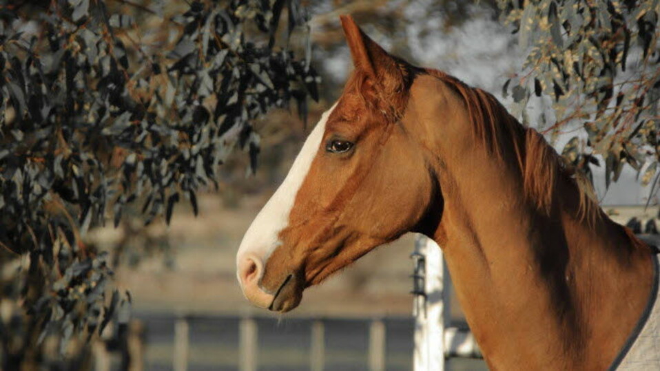 horse rug meredith flash 16 9.jpg