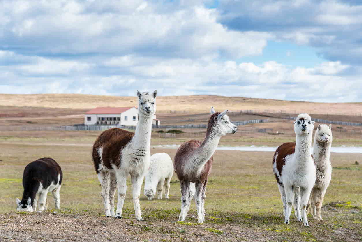 Alpaca - farm