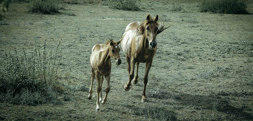 reproduction - horse - foal - content page hero.jpg