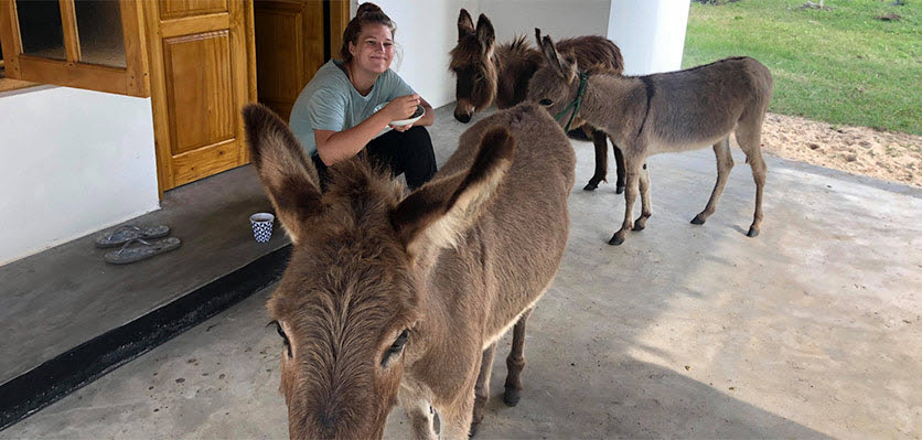 sri lanka - donkey - vet voice