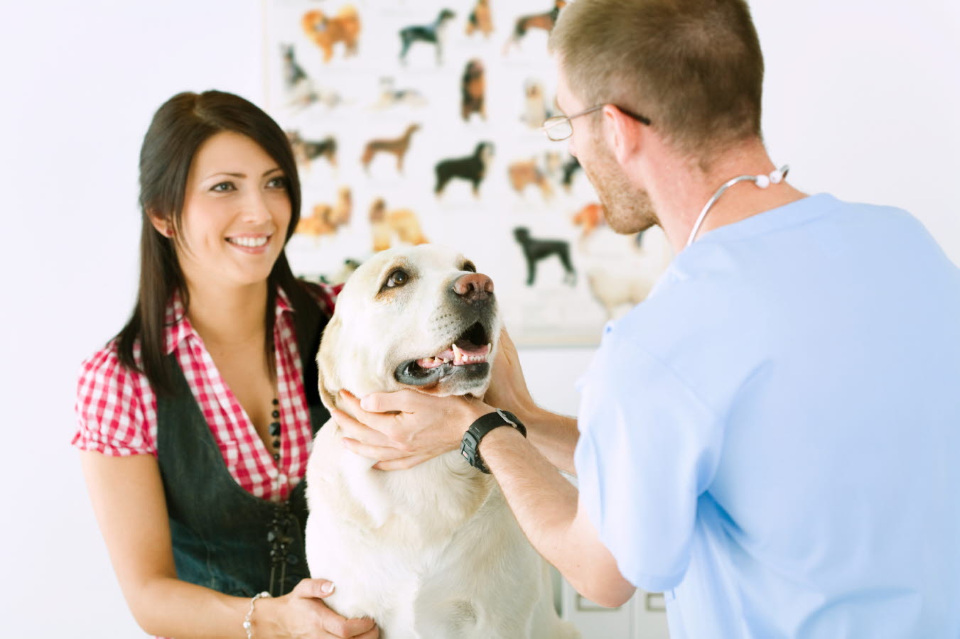 veterinarian - dog