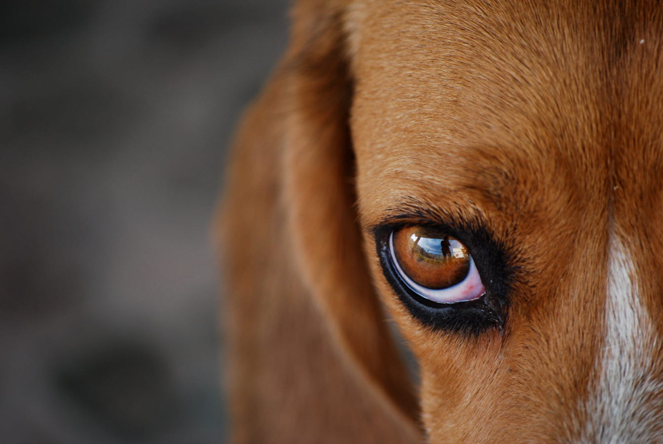 dog - close up - eye