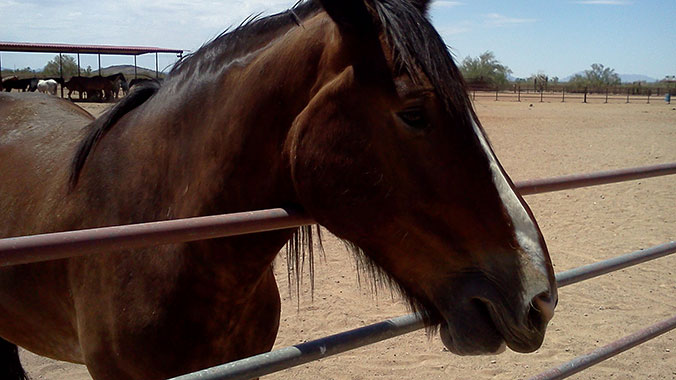 20193-tucson-arizona-ultimate-old-west-white-stallion-ranch-horse-c.jpg