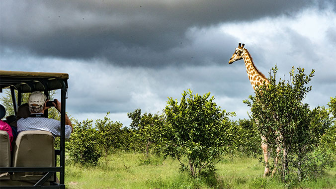 13938-african-safari-giraffe-2c.jpg