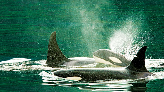 21819-Canada-British-Columbia-VancouverIsland-Killer-Whales-Orcas-lghoz.jpg