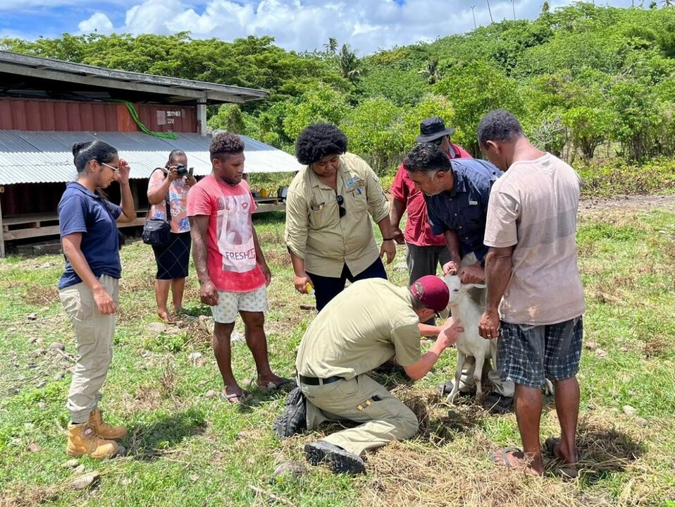 OCVO staff undertaking an animal health survey in the Solomon Islands 2022.jpg