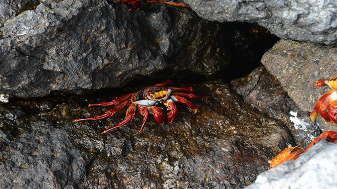 6043-galapagos-crab-c.jpg