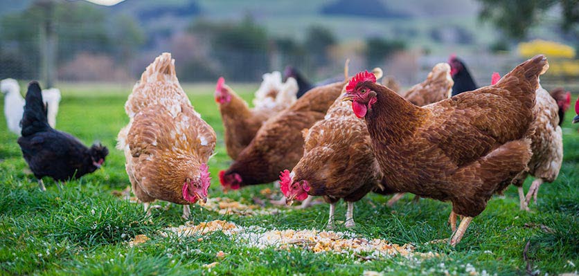 vet voice - chickens - feeding time