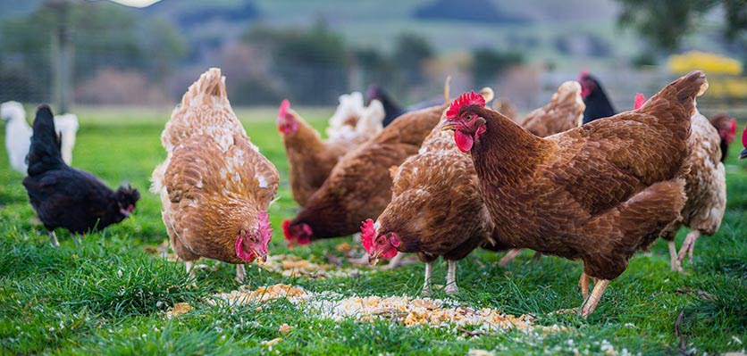vet voice - chickens - feeding time