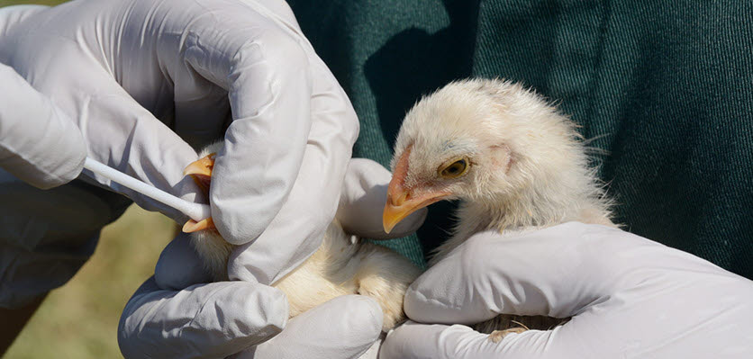 vet voice - avian - influenza