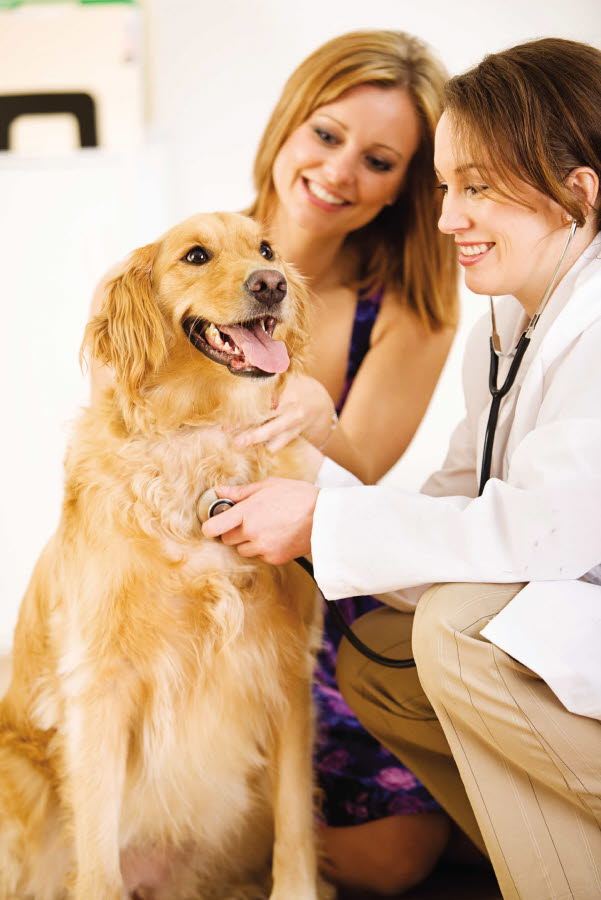 veterinary - dog