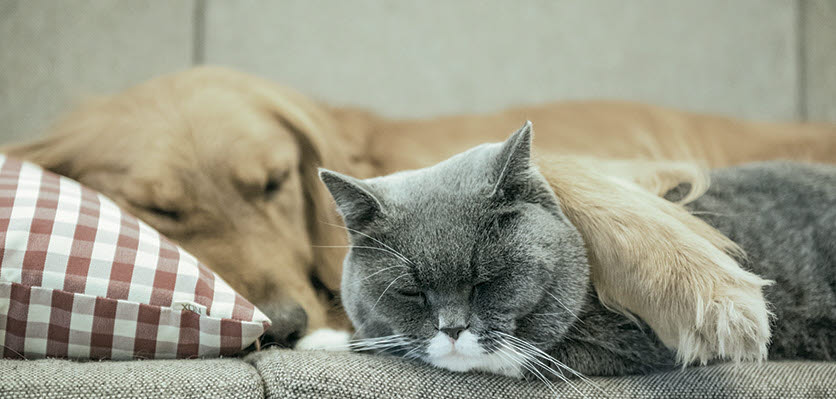 small animal - dog - cat - sleeping - content page hero