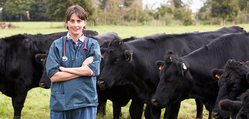 veterinary - cattle - farming - vet voice.jpg