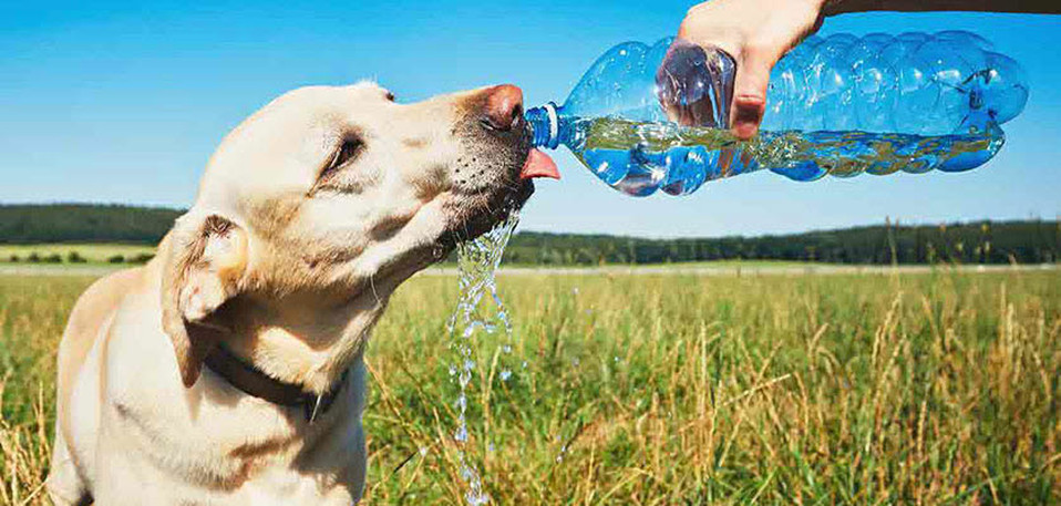 dog - summer - water.jpg