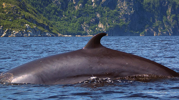 12684-whales-fjords-french-canada-saguenay-st-lawrence-whale-c.jpg