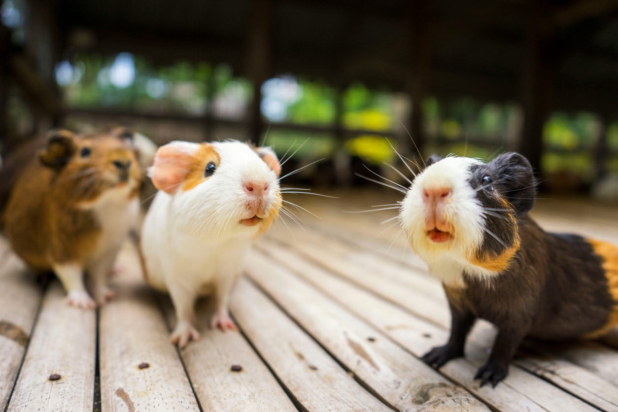 unusual pets - guinea pigs