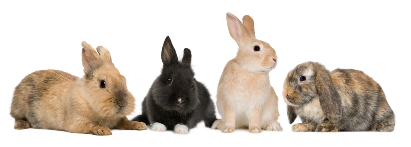 Unusual pets - rabbits