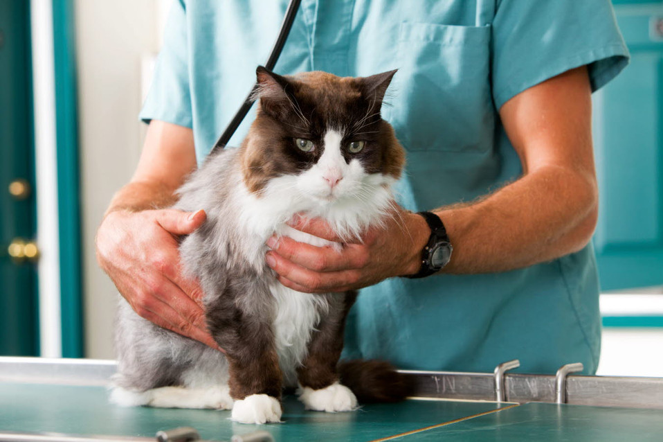 veterinarian - cat