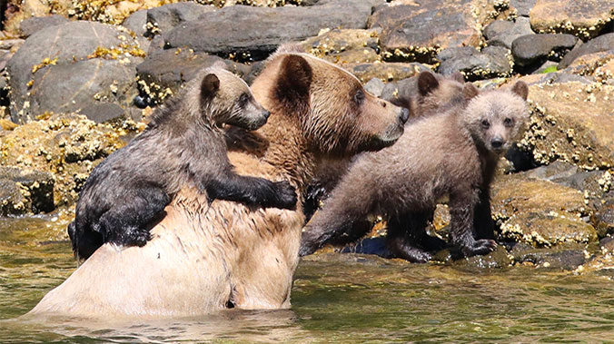 21439-prince-rupert-grizzly-mom-cubs-c.jpg