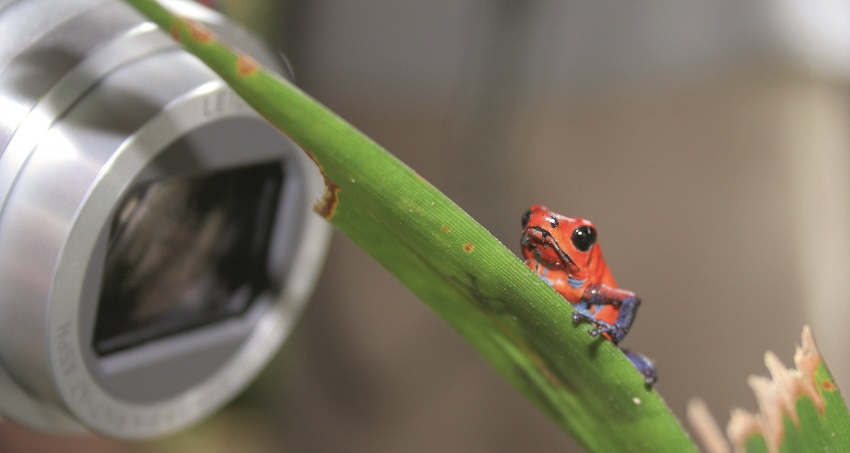 A camera lens gets close to a red and blue frog on a leaf