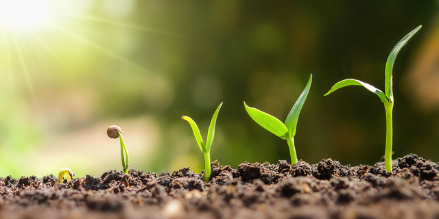 plant seeding growing step. concept agriculture