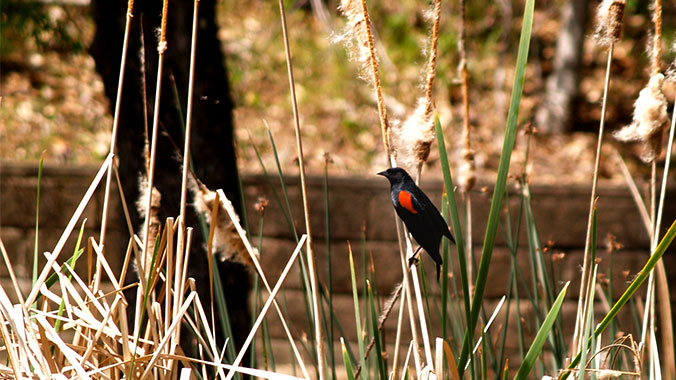 Red Winged Blackbird