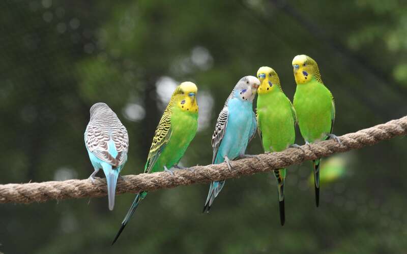 parakeets sitting on a rope