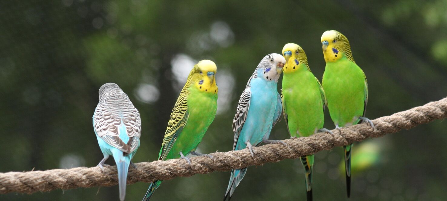 parakeets sitting on a rope