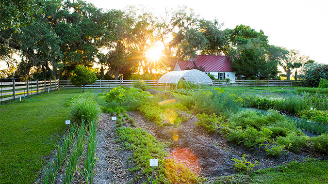 Historic Amelia & Secluded Cumberland: Island Adventures