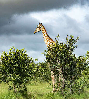 African Safari Tours
