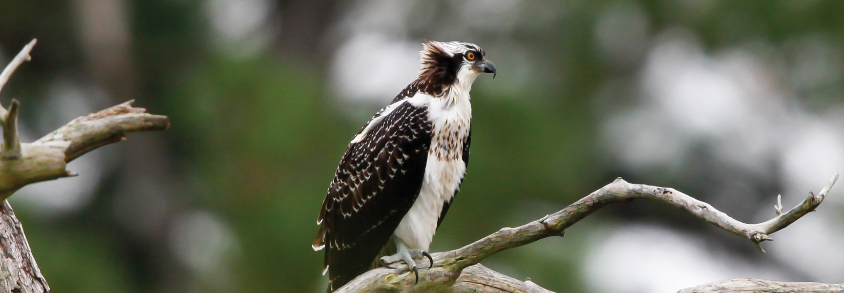 An osprey with white and brown feathers perches on a bare tree branch in Cape May, New Jersey, against a blurred green background.