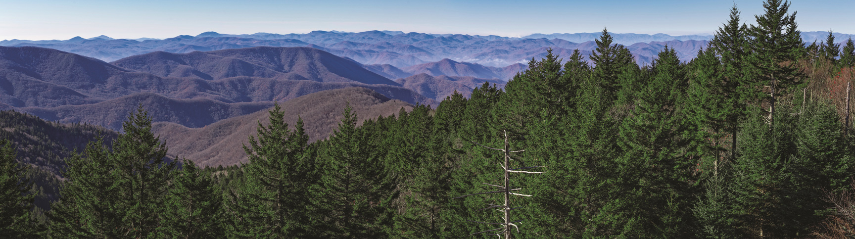 A dense evergreen forest in the foreground with layers of the blue-tinged Appalachian Mountains stretching to the horizon in North Carolina.