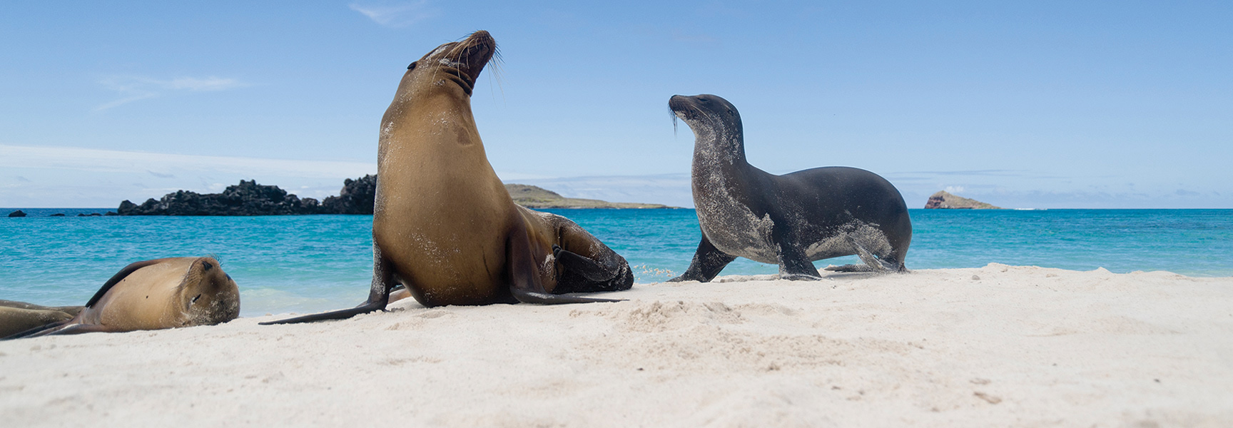 Three Galápagos sea lions relax on a white sand beach next to the bright blue ocean in Ecuador.